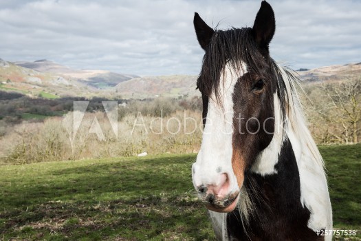 Picture of portrait of a horse